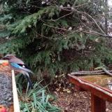 photo 2021-11-13 07-07-15