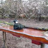 photo 2021-03-16 06-42-19