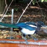 photo 2021-09-08 16-37-23 szarka