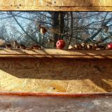 photo 2022-01-15 12-09-25 verebek