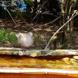 photo 2021-04-22 14-15-34madarkak