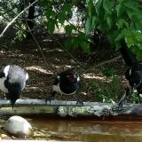 photo 2021-07-13 09-46-32 szarkak