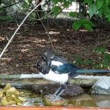 photo 2021-08-23 15-05-41 szarka