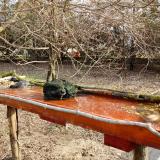 photo 2021-03-19 08-12-01