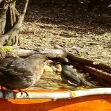 photo 2021-04-12 09-53-46 poszata rigo