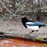 photo 2021-03-22 07-19-22 szarka