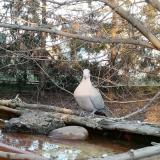 photo 2022-03-02 16-31-31 galamb