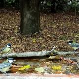 photo 2021-10-08 12-12-47 cinkek