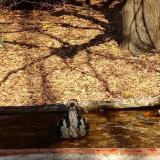 photo 2021-10-27 11-50-48 balkani fakopancs