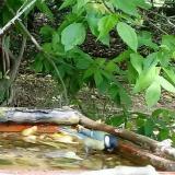 photo 2021-05-13 13-00-14 madarkak