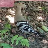 photo 2021-07-01 13-14-30 bubos