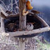 photo 2019-02-03 06-37-01