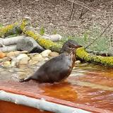 photo 2021-03-17 09-13-31 rigo