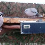 photo 2021-03-06 06-27-32