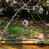 photo 2021-04-21 12-53-03 vereb