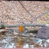 photo 2021-11-03 15-34-10 vorosbegy