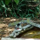 photo 2021-09-13 14-12-23 fakopancs