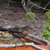 photo 2021-04-19 17-20-30 rigo