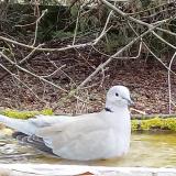 photo 2021-03-14 12-58-41 galamb