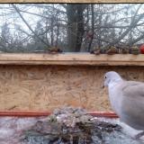 photo 2022-01-20 07-54-16