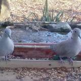 photo 2021-12-04 14-25-58 galamb