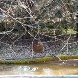 photo 2021-03-11 07-47-04 enekes rigo