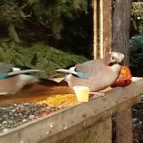 photo 2022-01-09 13-00-38 szajko