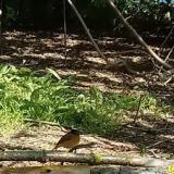 photo 2021-04-26 10-56-59 kerti rozsdafarku