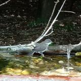 photo 2021-08-09 12-21-24 kisposzata