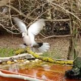 photo 2021-03-25 11-12-12 galamb