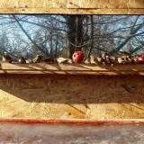 photo 2022-01-15 12-12-32 verebek