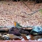 photo 2021-10-25 17-48-12 vorosbegy