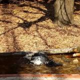 photo 2021-10-27 11-50-39 balkani fakopancs