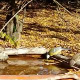 photo 2021-10-24 12-03-13 szomlyas