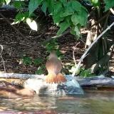 photo 2021-09-11 15-58-27 fulemule