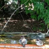 photo 2021-08-04 13-46-46 verebek