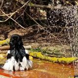 photo 2021-03-31 13-53-14 szarka