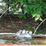 photo 2021-08-08 17-15-11 vereb