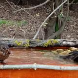 photo 2021-04-17 16-48-51 rigok