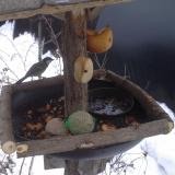 photo 2019-01-28 07-53-25