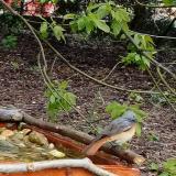 photo 2021-04-22 15-21-23 kerti rozsdafarku