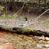 photo 2021-04-03 12-23-13 cinke