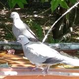 photo 2021-07-01 10-11-53 balkani