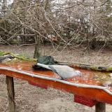 photo 2021-03-25 09-14-23