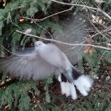 photo 2021-11-12 15-06-16-galamb