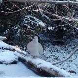 photo 2022-01-09 08-12-06 gerle