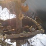 photo 2019-01-31 08-52-20