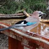 photo 2022-03-31 08-31-25 szajko