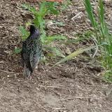 photo 2021-04-27 08-31-33 seregely