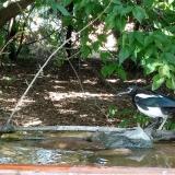 photo 2021-08-03 15-26-21 szarka